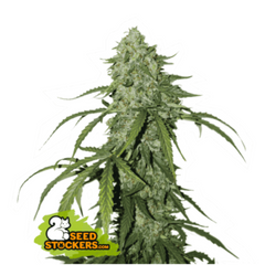CBD 1:1 SILVER LIME HAZE AUTO CBD Skunk Haze X Auto Amnesia
