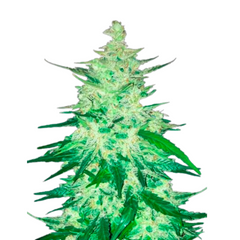 CBD Auto 1:1 (CBD Crack) - 420 FASTBUDS