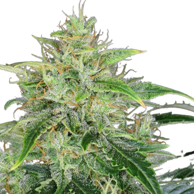 CBD Auto 20:1 - 420 FASTBUDS