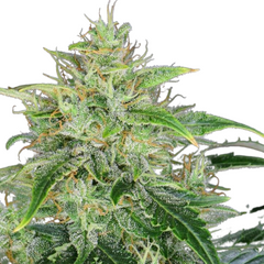 CBD Auto 20:1 - 420 FASTBUDS