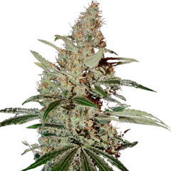 CHEMDOG (FEMINISED) - GREEN HOUSE SEED CO