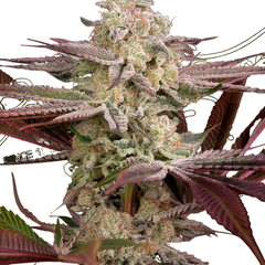 CHEMICAL BRIDE - GREEN HOUSE SEED CO