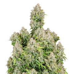 ORIGINAL CINDERELLA AUTO - 420 FASTBUDS