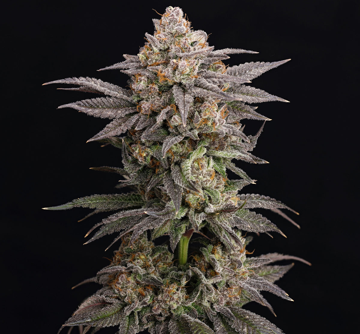 Cold Press Nine Weeks Harvest