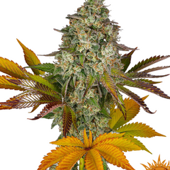 COOKIES KUSH AUTO  - BARNEY'S FARM