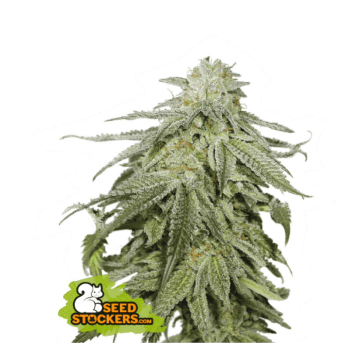 COOKIES AND CREAM AUTO