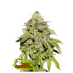 COOKIES FAST FEM
