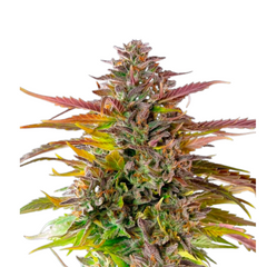 COOKIES GELATO FEM