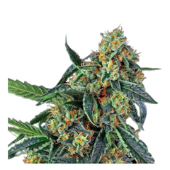 COOKIES KUSH  - BARNEY'S FARM