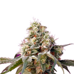 CREAM CAREMEL AUTO