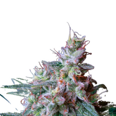 CREAM CAREMEL F1 FAST VERSION