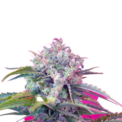 CREAM MANDARINE AUTO