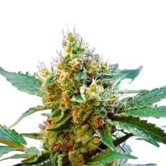 CREAM MANDARINE XL AUTO