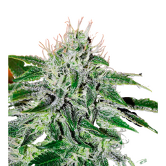 CRITICAL JACK HERER AUTO - DELICIOUS SEEDS.