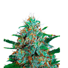 CRITICAL NEVILLE HAZE AUTO  - DELICIOUS SEEDS.