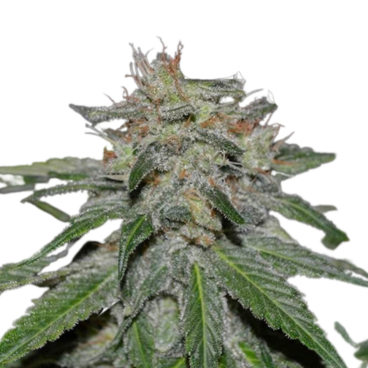 CRITICAL NEVILLE HAZE early version  - DELICIOUS SEEDS.