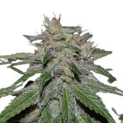 CRITICAL NEVILLE HAZE early version  - DELICIOUS SEEDS.