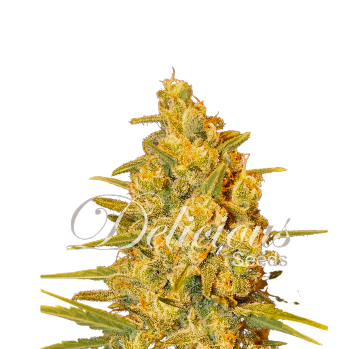 CRITICAL SENSI STAR EARLY VERSION  - DELICIOUS SEEDS.