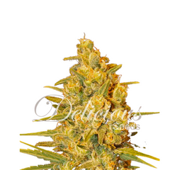 CRITICAL SENSI STAR EARLY VERSION  - DELICIOUS SEEDS.