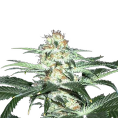 CRITICAL SENSI STAR  - DELICIOUS SEEDS.