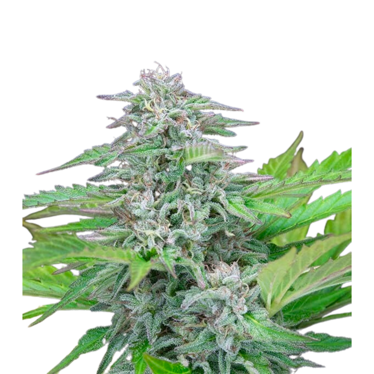 CRITICAL FEM