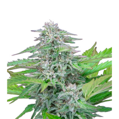 CRITICAL FEM