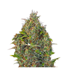 CRITICAL KUSH AUTO  - BARNEY'S FARM