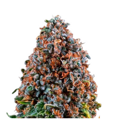 CRITICAL KUSH  - BARNEY'S FARM