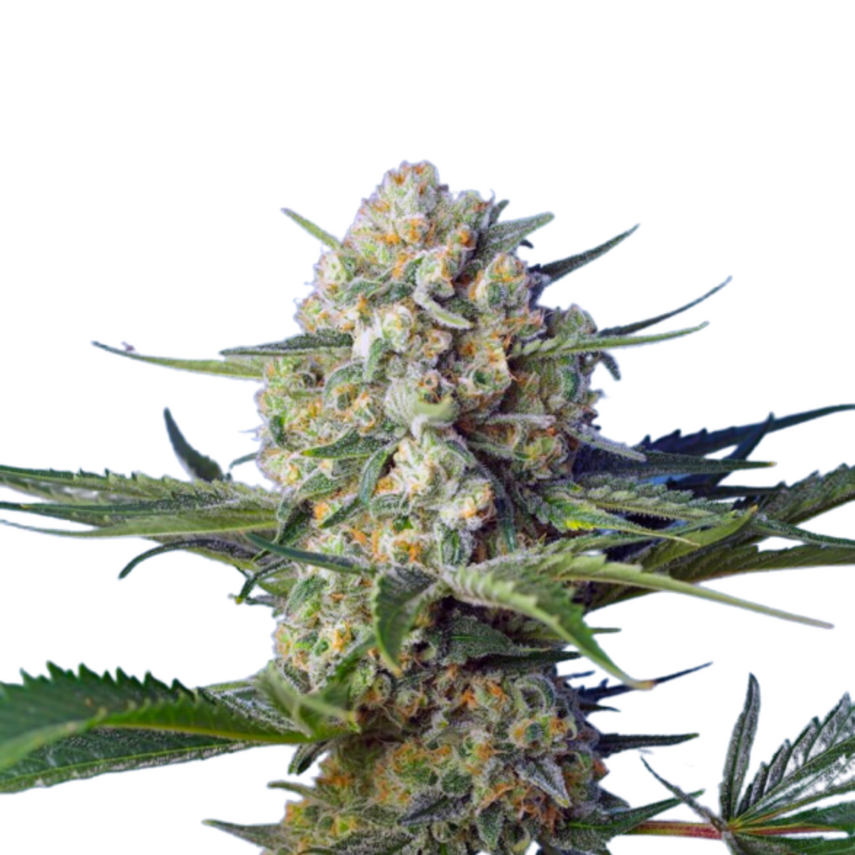 CRYSTAL CANDY F1 FAST VERSION