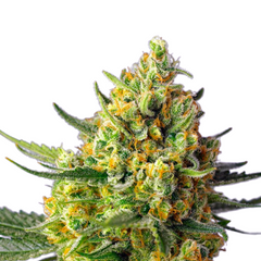 CRYSTAL CANDY XL AUTO