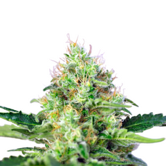 CRYSTAL CANDY