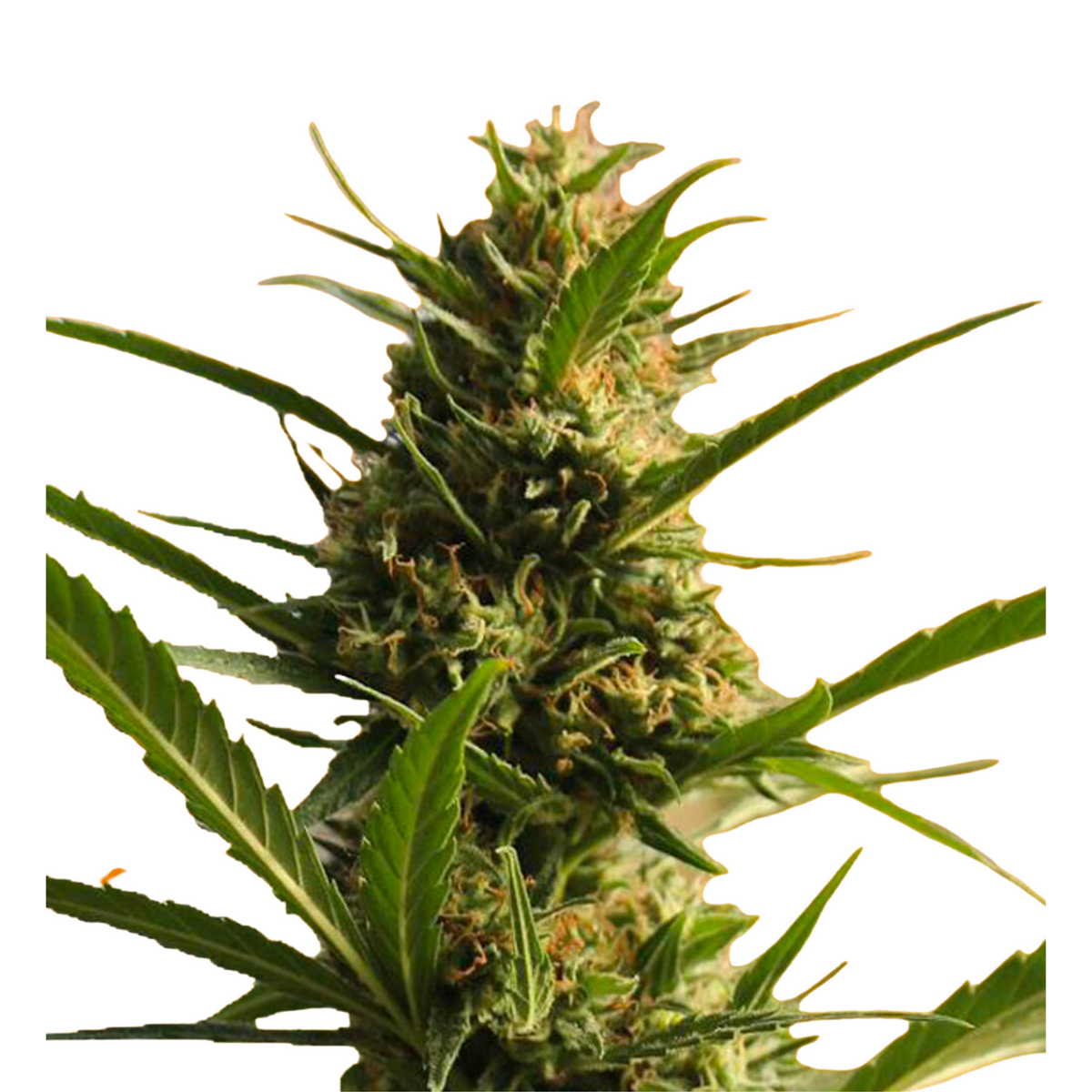 CannaBoom CBD+ Strain