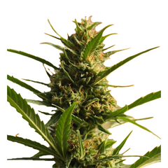 CannaBoom CBD+ Strain