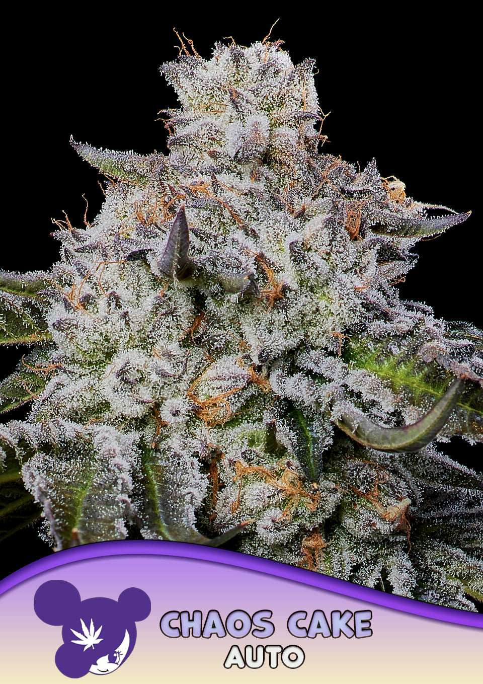 Chaos Cake Auto ANESIA SEEDS