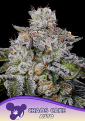Chaos Cake Auto ANESIA SEEDS