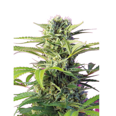 Chem Beyond Diesel®, C.B.D