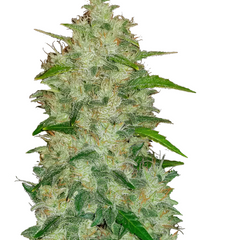 ORIGINAL CHEMDAWG AUTO - 420 FASTBUDS