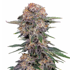 Cherry Cola Auto - 420 FASTBUDS