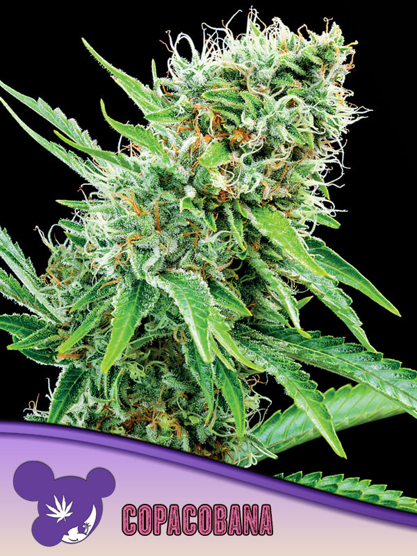ANESIA SEEDS - Copacobana - Pure Brazilian Sativa Landrace