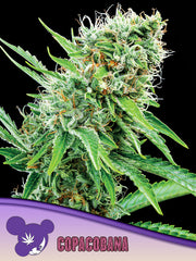 ANESIA SEEDS - Copacobana - Pure Brazilian Sativa Landrace