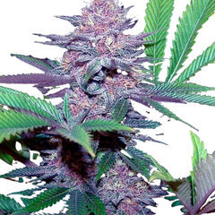 BLUE DREAM AUTO - 420 FASTBUDS