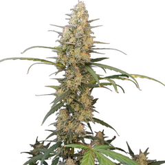 ORIGINAL CRITICAL AUTO - 420 FASTBUDS