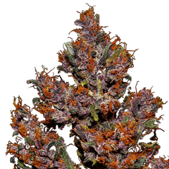 CRYSTAL METH AUTO - 420 FASTBUDS