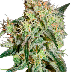 DAMN SOUR (FEMINISED) - GREEN HOUSE SEED CO