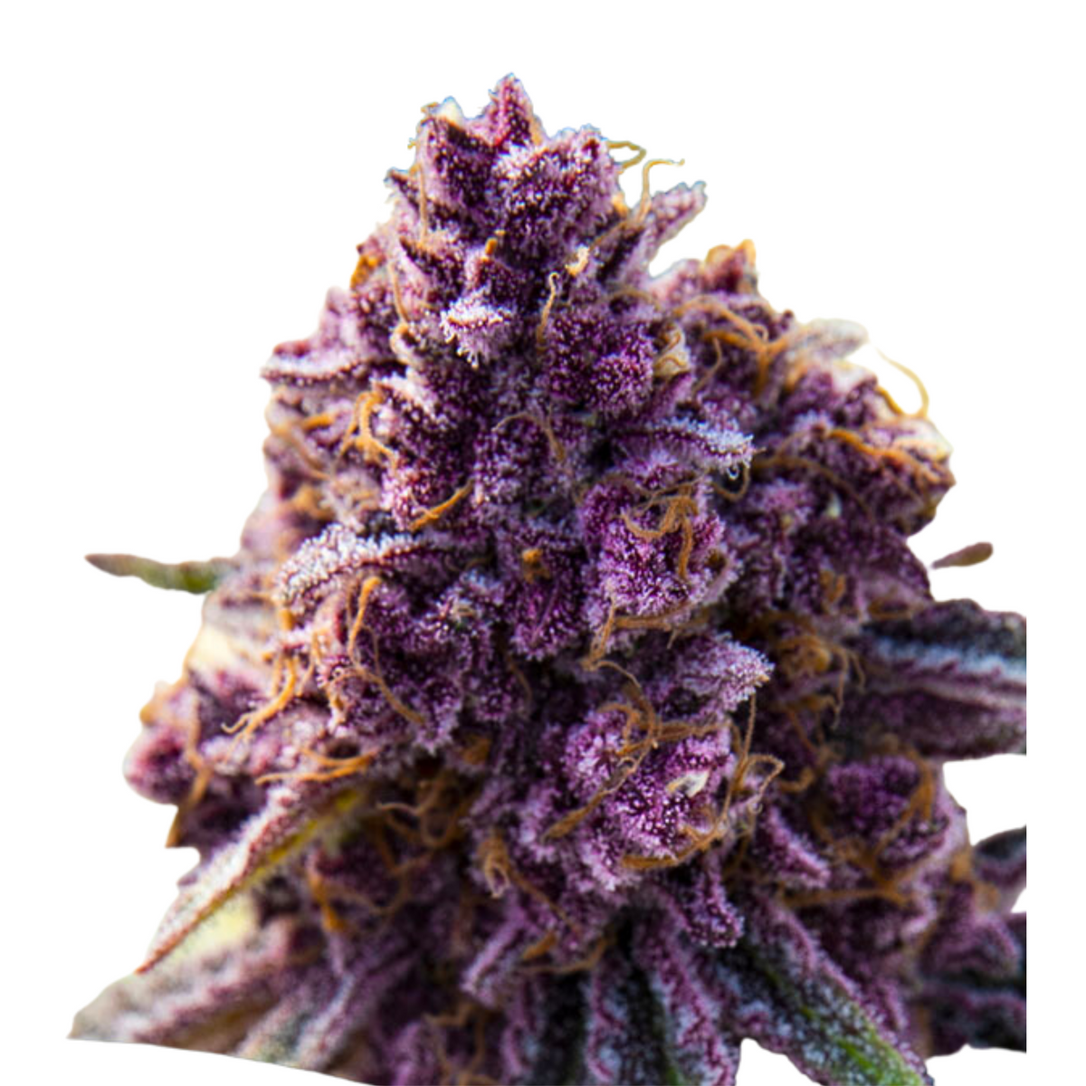 DANKBERRY – ANESIA SEEDS