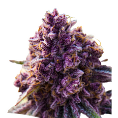 DANKBERRY – ANESIA SEEDS