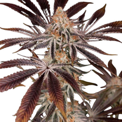 DARK PHOENIX - GREEN HOUSE SEED CO