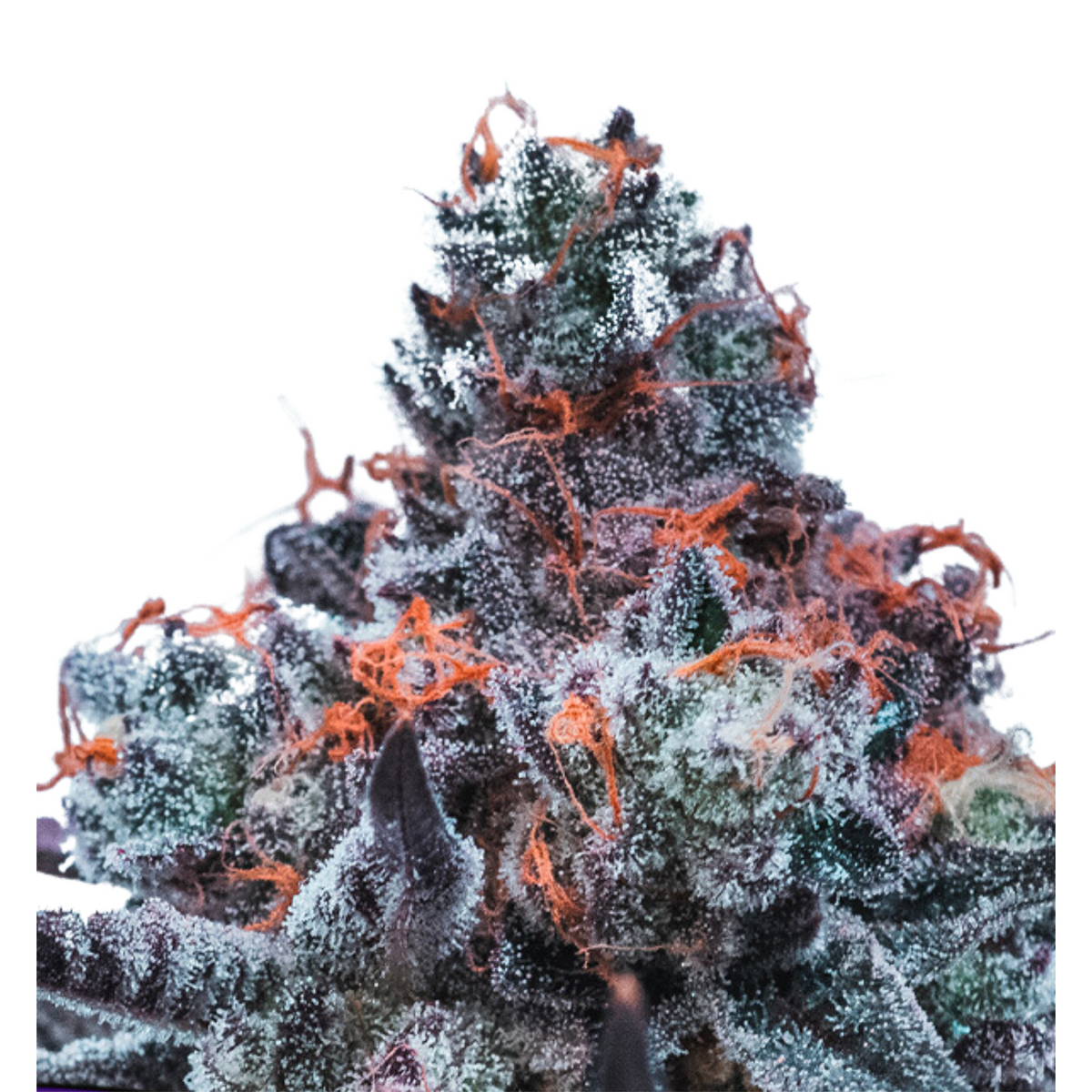 DEEP JEALOSY AUTO – ANESIA SEEDS