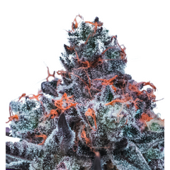 DEEP JEALOSY AUTO – ANESIA SEEDS