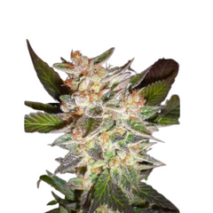 DELICIOUS CANDY AUTO  - DELICIOUS SEEDS.